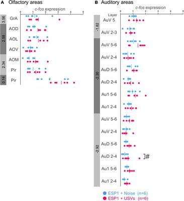 Prelimbic cortex responds to male ultrasonic vocalizations in the presence of a male pheromone in female mice